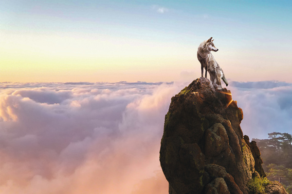 新時代的狼性精神！