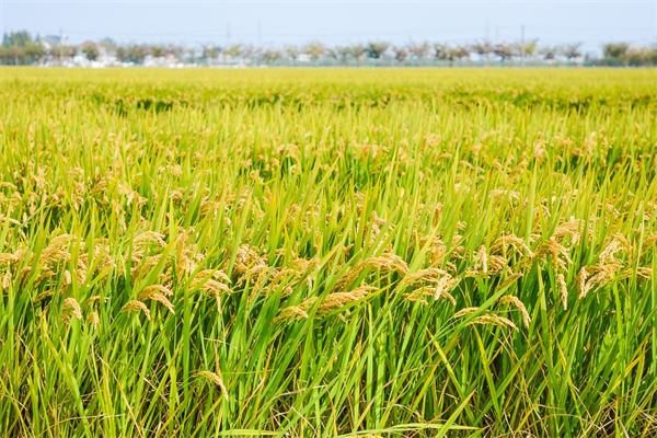 制造業(yè)分析：再這樣熱下去，全球的早餐都“懸了”