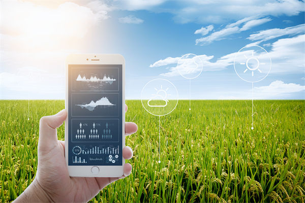 溫州種出2.1米高巨型水稻，精益生產(chǎn)怎么看？