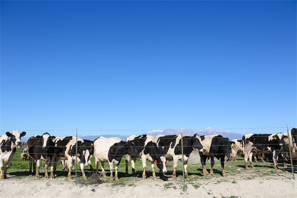 常溫純牛奶中禁止添加復(fù)原乳，集成供應(yīng)鏈怎么看？